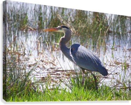 Great Blue Heron Profile Canvas Print - Artist (429x344), Png Download