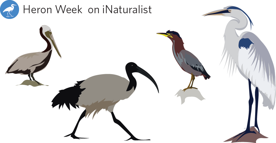 31 Jan - Water Bird (913x476), Png Download