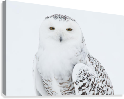 Snowy Owl Standing On Snow, Saint-barthelemy, Quebec, - Great Big Canvas Bruce Lichtenberger Poster Print Entitled (428x342), Png Download