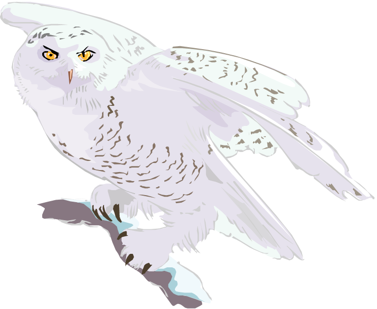 Flying Owl - Snowy Owl (750x616), Png Download