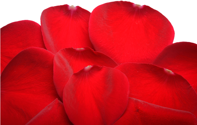 Red Flower Petals - Begonia (650x433), Png Download