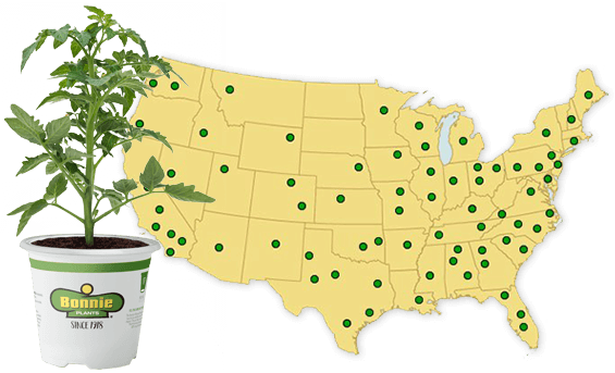 Today, Bonnie Plants Are Available In All 50 States - Bonnie Plants (565x343), Png Download