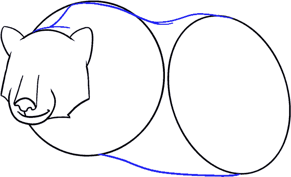 How To Draw Bear - Drawing (678x600), Png Download