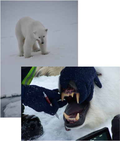 Polar Bear 1500 Lbs (386x453), Png Download