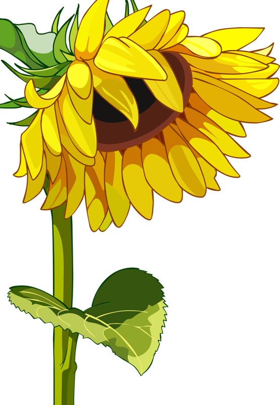 Фотки Tapias, Dibujo, Pintura, Pensamientos, Clipart - High Resolution Sunflower Vector (555x800), Png Download