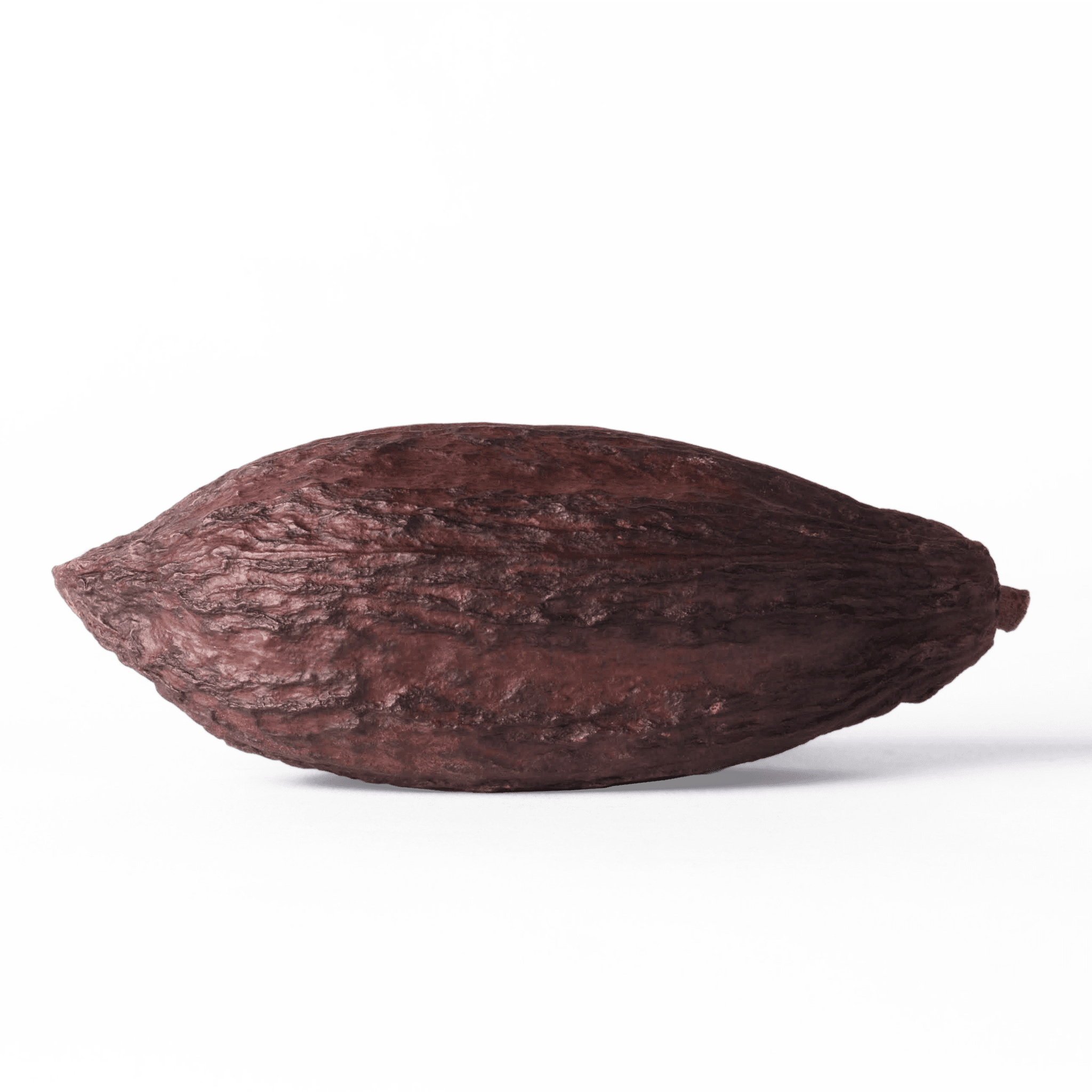 Dried Cocoa Pod - Dandelion Chocolate, Inc. (2048x2048), Png Download