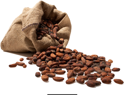 The Trinitario Group Represents A Unique Hybrid Collection - Christopher Columbus Cocoa Beans (458x350), Png Download