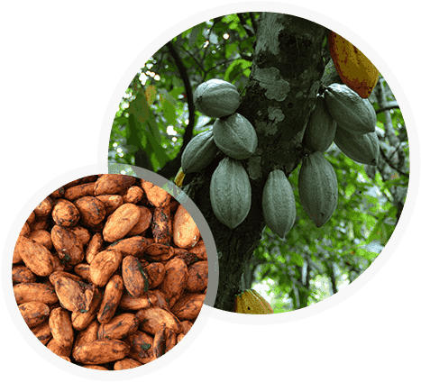 Cocoa Tree - Cocoa Bean Plant Transparent (468x430), Png Download