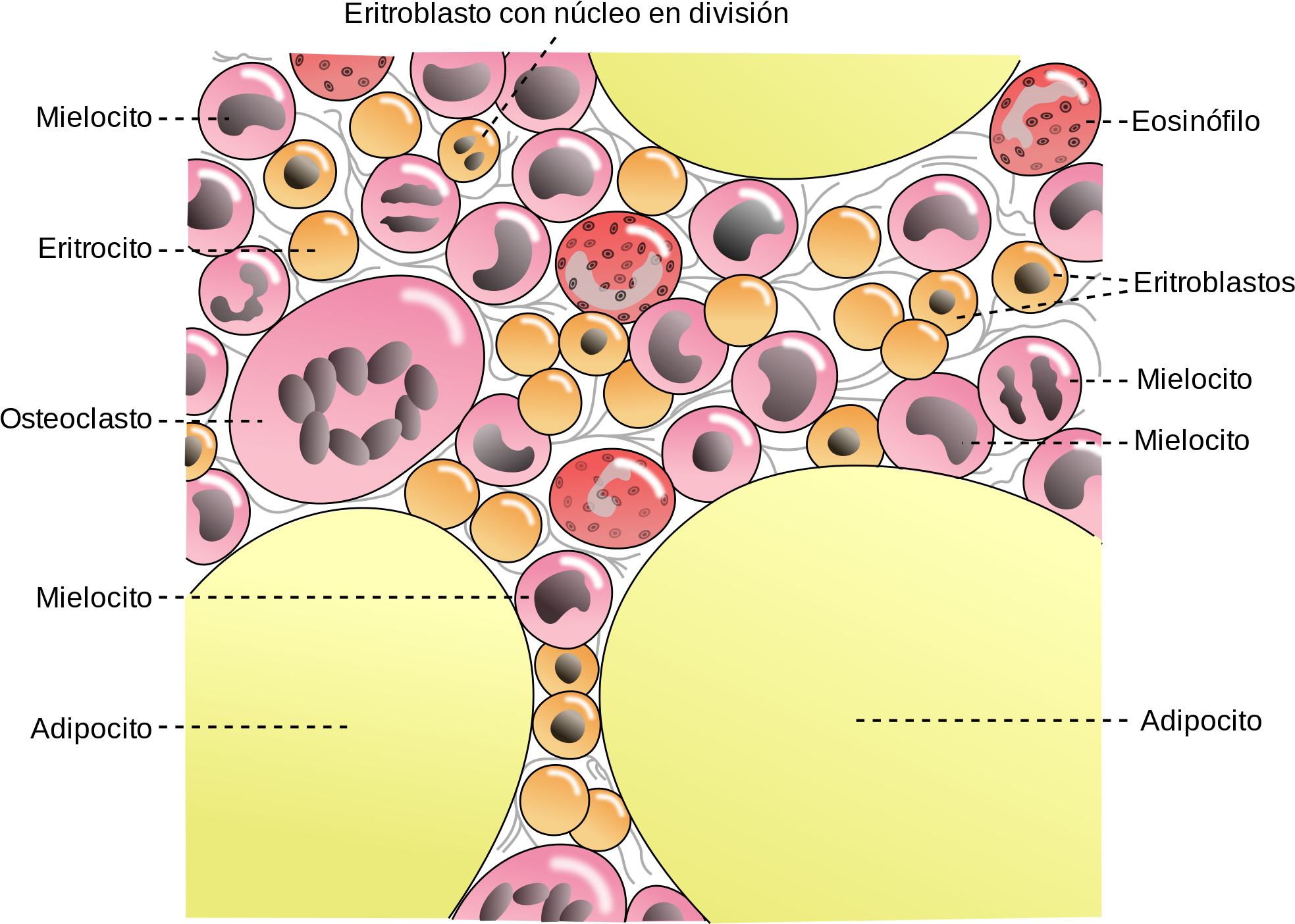 Open - Bone Marrow Components (2000x1459), Png Download