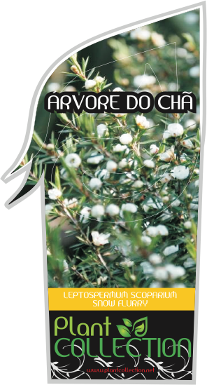 Russian Olive (296x549), Png Download