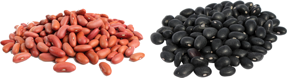 Frijol Png - Grano De Frijol Png (1000x300), Png Download