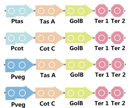 Golb2 - Portable Network Graphics (500x412), Png Download