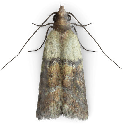 Clothing Moth Png (425x600), Png Download