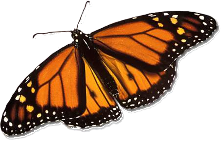 Monarch Butterfly - Real Monarch Butterfly (452x290), Png Download