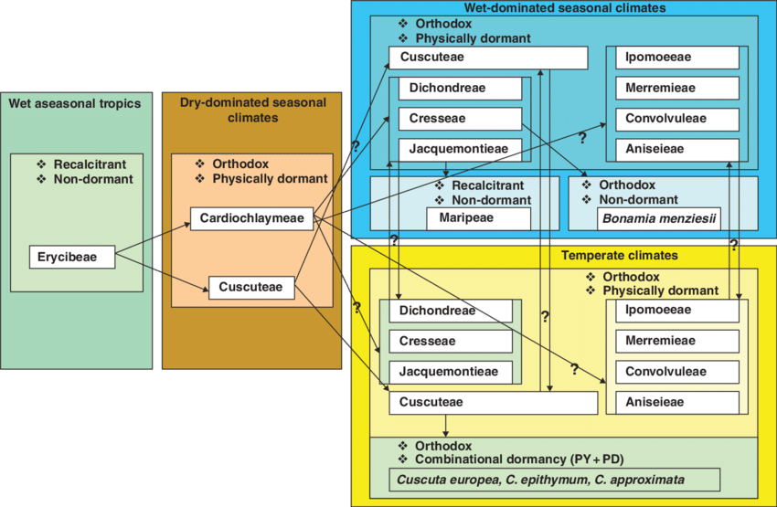 Proposed Evolutionary Change Of Seed Dormancy With - Diagram (850x555), Png Download