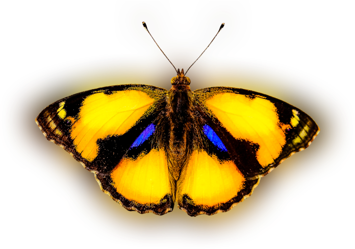 Color Palette Ideas From Butterfly Moths And Butterflies - Butterfly (700x500), Png Download