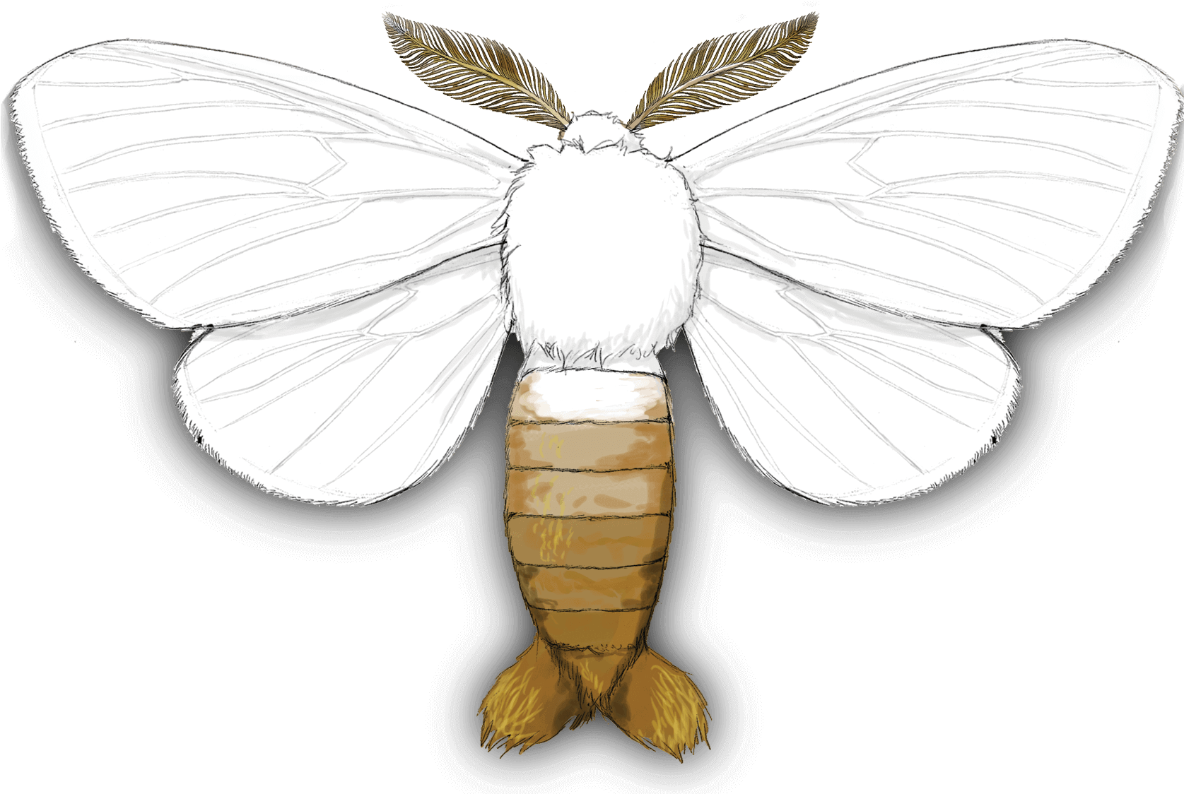 Gypsy Moth, - Lycaenid (1800x1248), Png Download