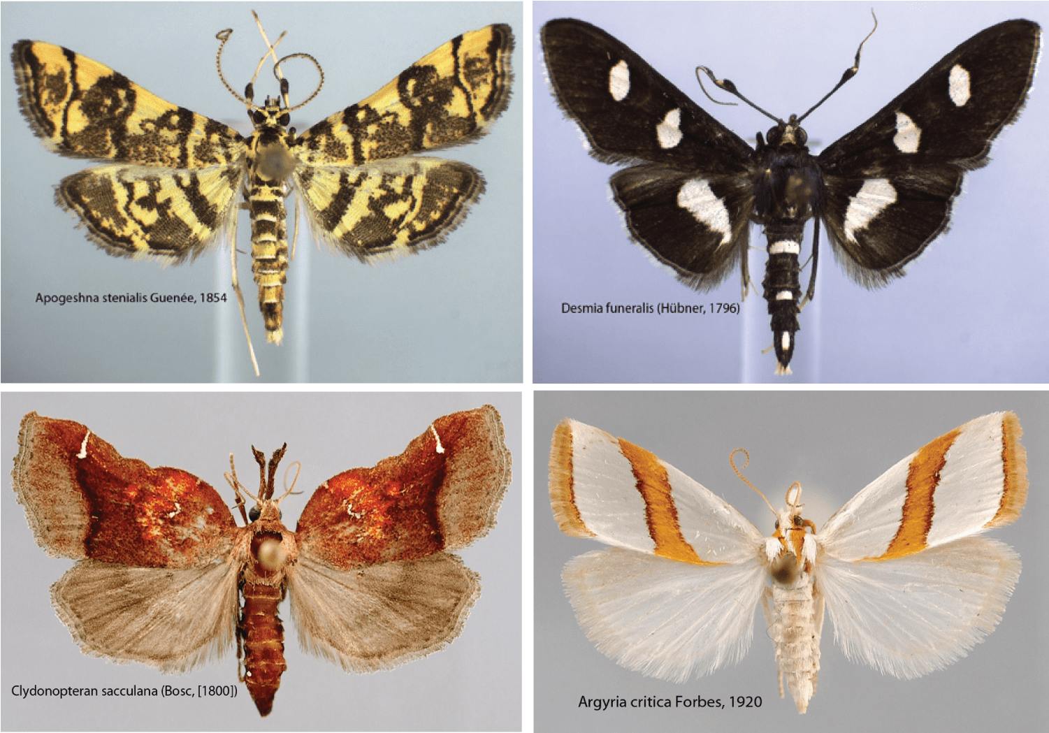 1,541 Snout Moth Species And Counting In The United - Bombyx Mori (1864x1048), Png Download