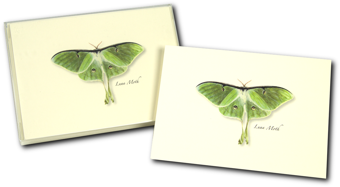 Shopping Cart -  -  - Steven M. Lewers Earth Sky Water Lewersnc120 Luna Moth (1200x1200), Png Download