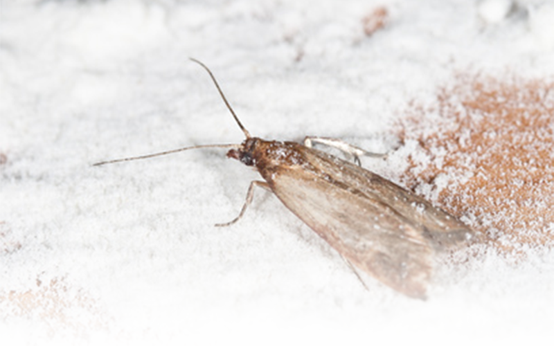 Shopping Cart - Pantry Moth (800x500), Png Download