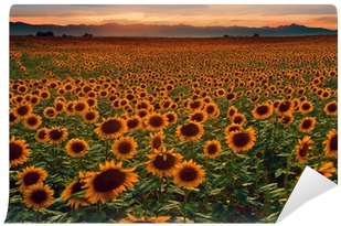 Sunflower Field At Sunset With The Colorado Rocky Mountains - Colorado Rocky Mountains (400x400), Png Download