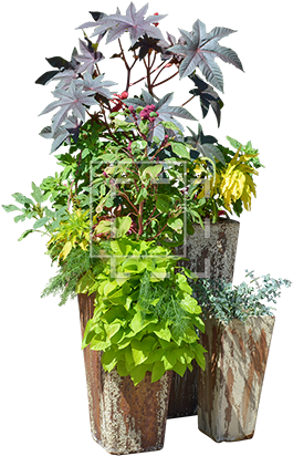 Parent Category - Ipomea Batatas Pot (450x450), Png Download