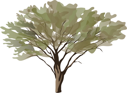 Ian Symbol Acacia Spp - Tree 5'x7'area Rug (501x366), Png Download