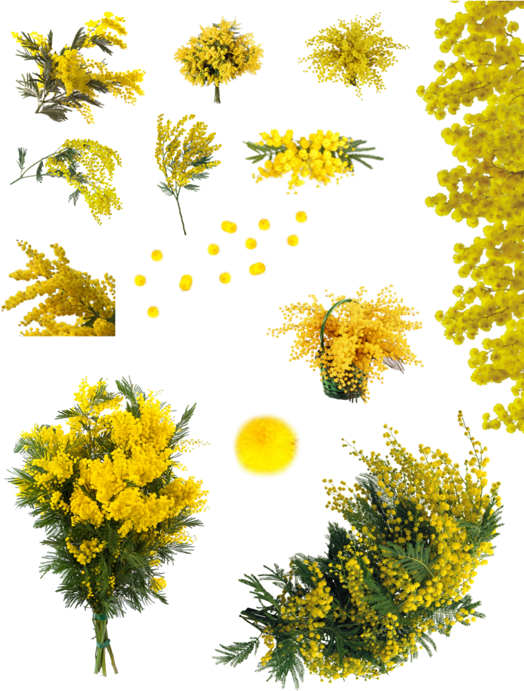 Acacia Png - Yellow Acacia Tree Png (783x1021), Png Download