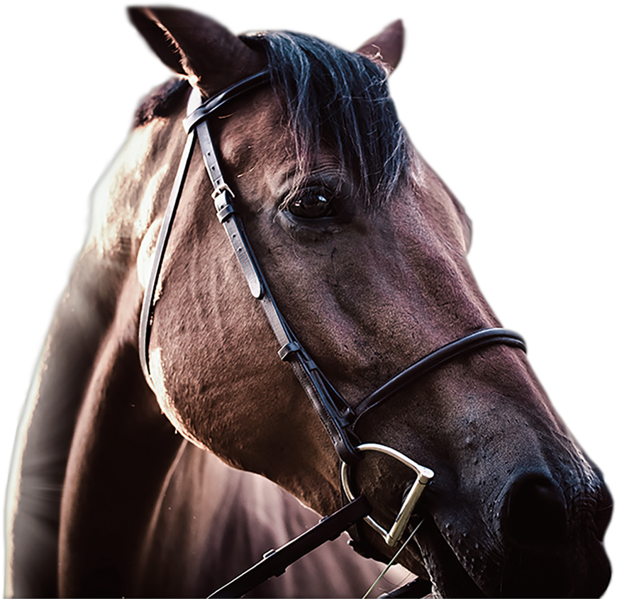 Racing Tournaments $50,000 Won Weekly Bet For Just (1000x1080), Png Download