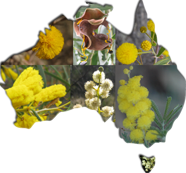 Conservation Efforts Australia (600x559), Png Download