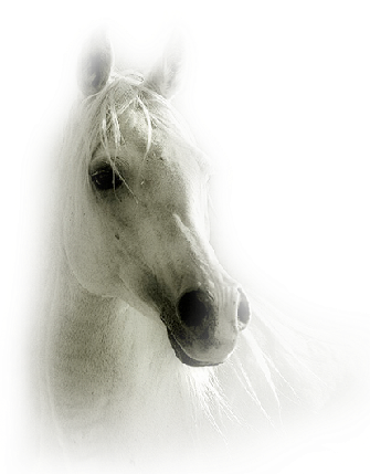 "estas Imagens São Achados Do Imgur, Se É De Sua Autoria - Imagenes De Potros Salvajes (335x429), Png Download