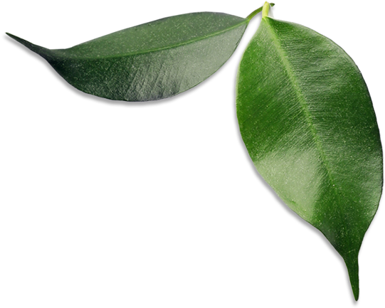 Avocado Leaves - Bay Laurel (600x441), Png Download