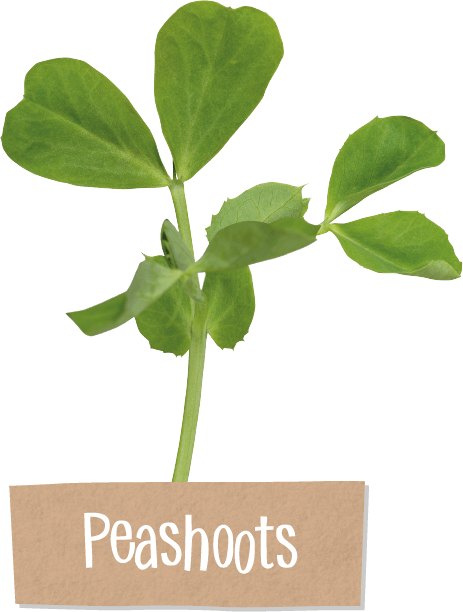 Steve Is Our Very Own 'flavour Pioneer' - Pea (463x612), Png Download
