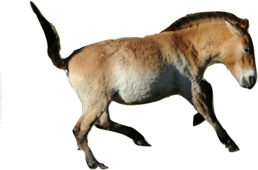 Cavalos Images Przewalski's Horse Wallpaper And Background - Horse (544x364), Png Download