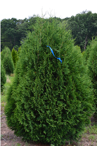 Techny Arborvitae - Techny, Illinois (400x300), Png Download