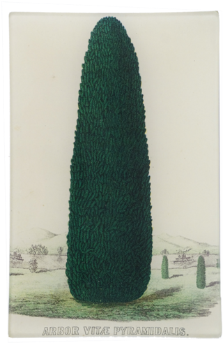 Arbor Vitae Pyramidalis - Arizona Cypress (500x500), Png Download