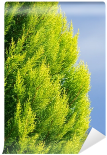 Colorful Arborvitae Evergreen Shrub Isolated Blue Wall - Arborvitae (400x400), Png Download
