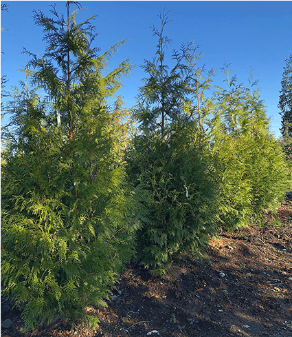 Privacy Screens - Mexican Pinyon (650x488), Png Download