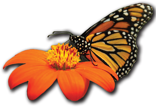 Johnson's Nursery Menomonee Falls Wholesale Plant Grower - Monarch Butterfly (500x443), Png Download
