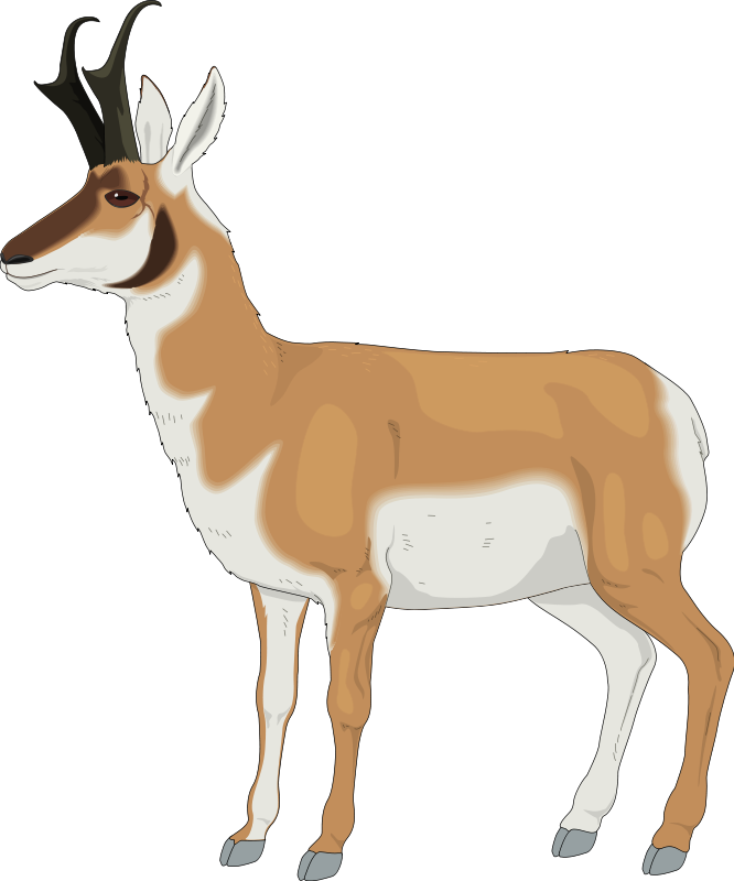 Impala Clipart Pronghorn Antelope - Pronghorn Clipart (666x800), Png Download