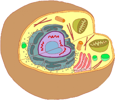 Celula Animal-537x360 - Nivel Celular Imagen Png (537x360), Png Download