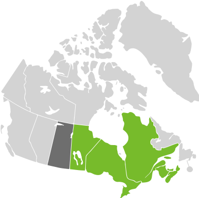 Thuja Occidentalis - Religious Map Of Canada (400x400), Png Download