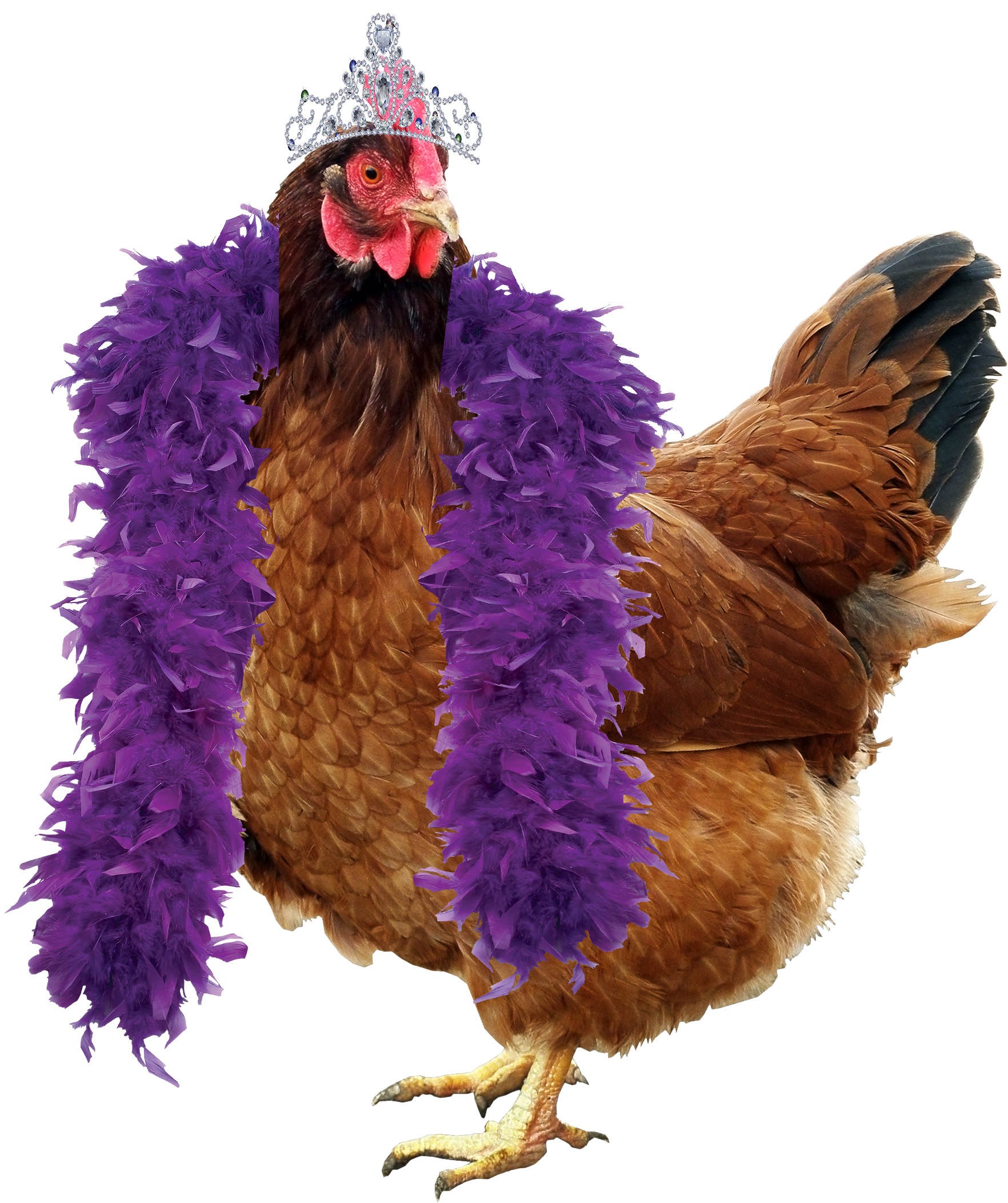 One Hen Per Person - Chicken (2400x2400), Png Download