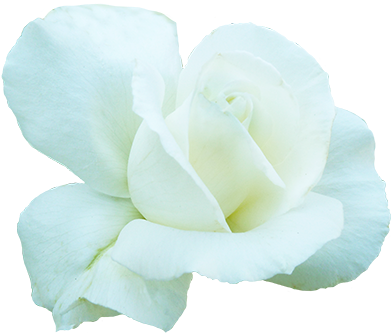 White Rose For Valentine's Day - Valentine's Day (413x345), Png Download