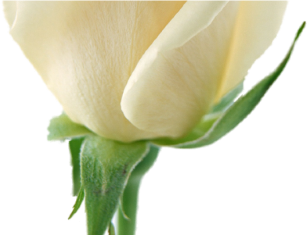 White Rose Clipart Transparent Background - Transparent Background White Rose (640x480), Png Download