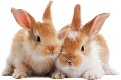 Advancing - Cute Names For Pet Rabbit (482x318), Png Download