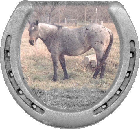 2004 Blue Roan Mare, - J Bar R Ranch (484x446), Png Download