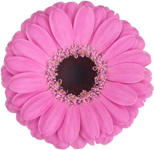 Mexican Pink - Cut Flowers (600x600), Png Download