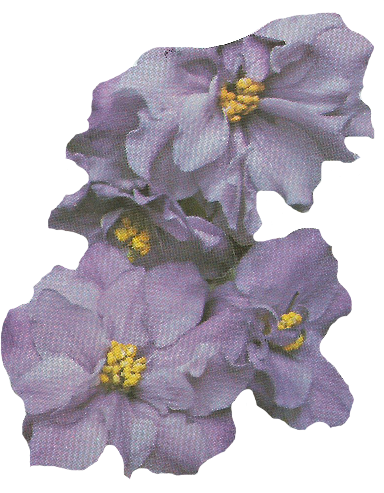 And For This Relaunch - African Violets (790x990), Png Download