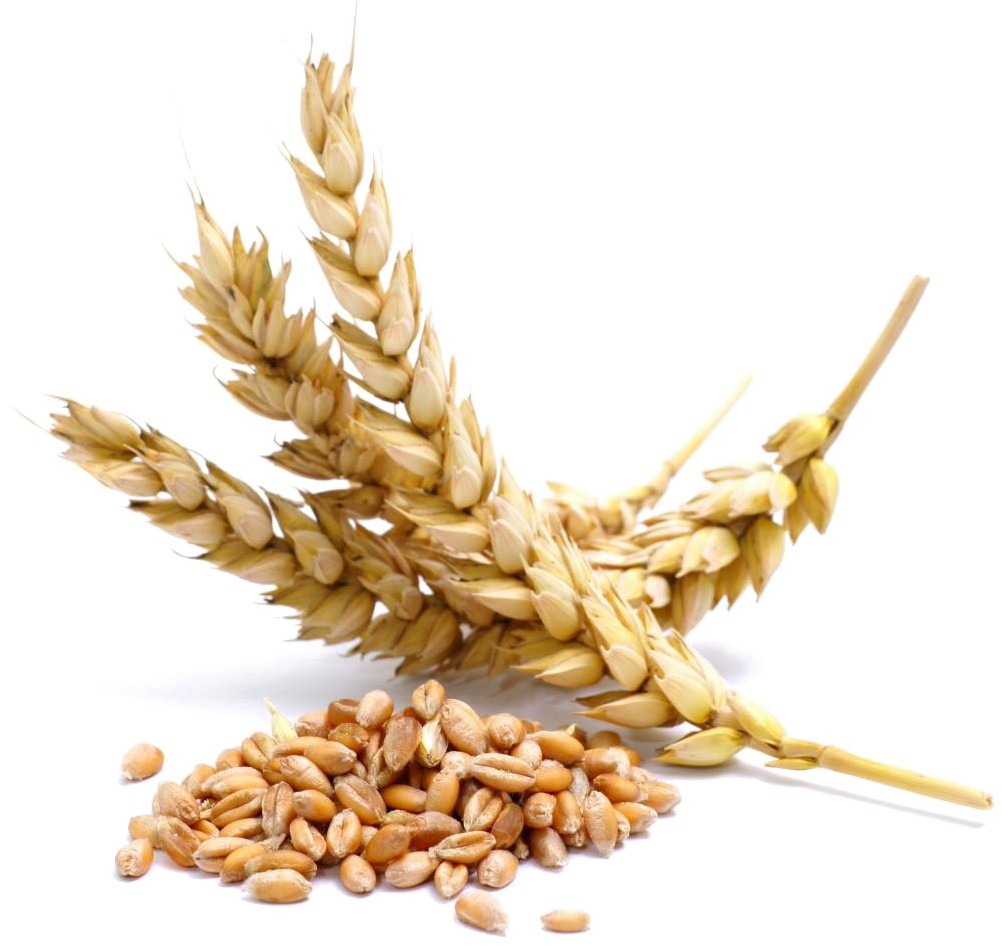 Wheat Png Transparent Image - Wheat Allergen (1000x984), Png Download